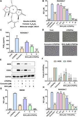 Brevilin A Ameliorates Acute Lung Injury and Inflammation Through Inhibition of NF-κB Signaling via Targeting IKKα/β